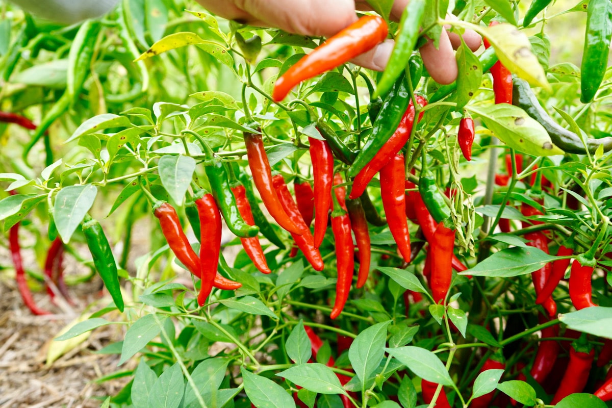 Capsaicin — die natürliche Verbindung, von der Big Pharma nicht möchte, dass du davon weißt